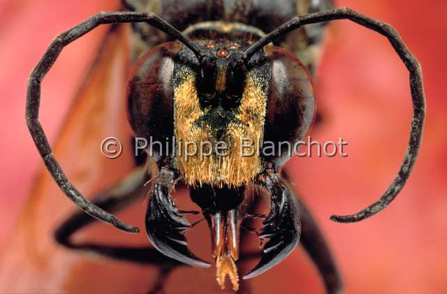 Sphex diabolicus.JPG - in "Portraits d'insectes" ed. SeuilSphex diabolicusguepeThread waisted waspHymenopteraSphecidaeVietnam